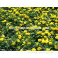 High Quality Hybrid Marigold Seeds For Growing